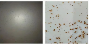 Ϳ÷WPЩNοƌWʹã Ϳھ,coatingol.com